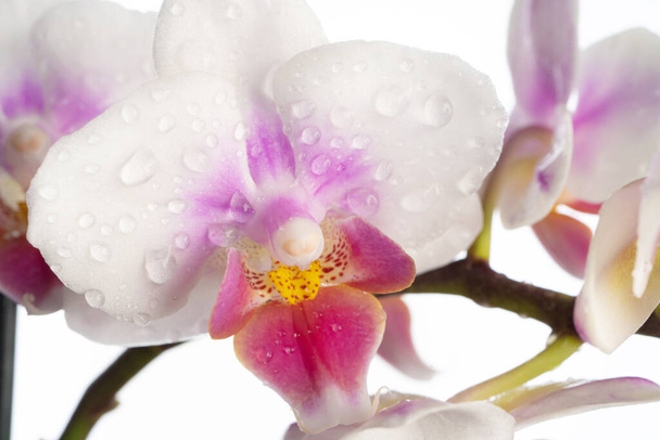 Phalaenopsis orkidesi. Orkide çiçeği. Yakın plan, izole edilmiş arka plan. Kopyalanacak yer. - Fotoğraf, Görsel