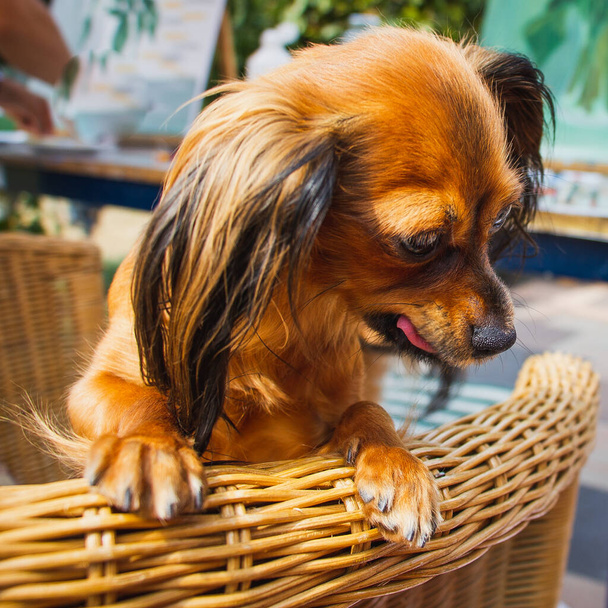 Curieux chien, russe poil long Jouet Terrier, mettre ses pattes sur une chaise en osier, regarde quelque chose de savoureux, lécher sa bouche. - Photo, image