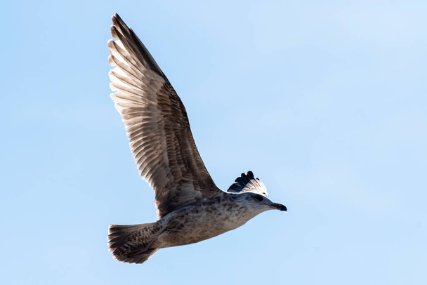 Gaivota voadora com penas cinzentas, vista de baixo, céu no fundo - Foto, Imagem