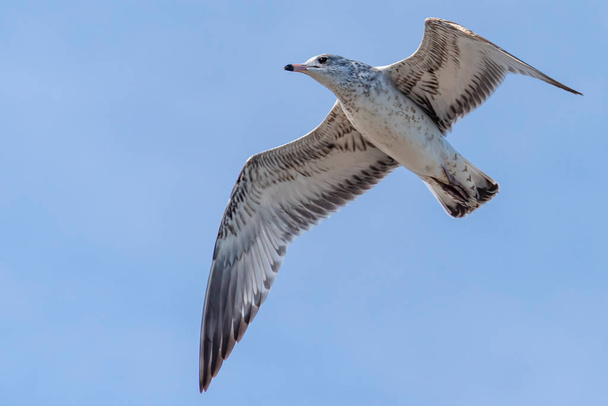 Flying seagull with gray feathers, view from below, sky on the background - Photo, Image