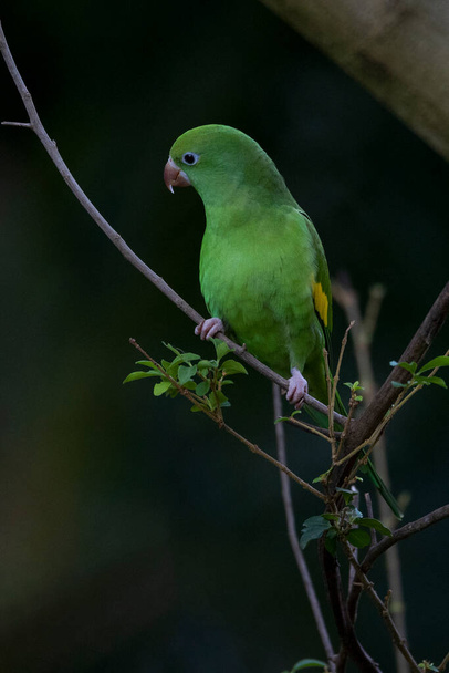 A Plain Parakeet perched on branch. Species Brotogeris tyrica. It is a typical parakeet of the Brazilian Atlantic forest. Birdwatching. Birding. Parrot - Photo, Image