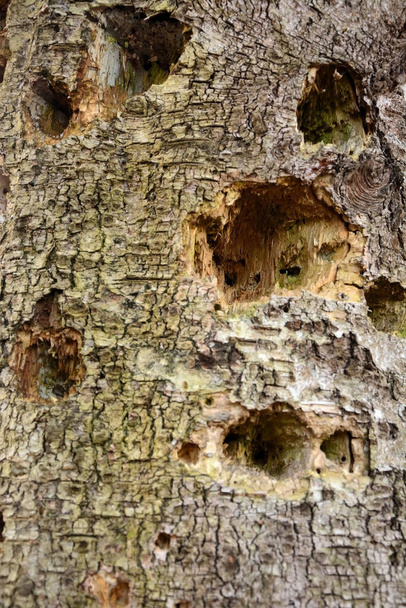 Taglio di legno da una vecchia quercia
 - Foto, immagini