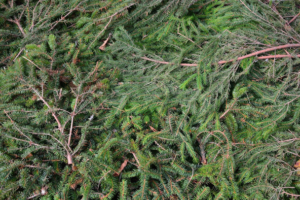 Arrière-plan de branches d'épinette ou de pin. Plan rapproché, texture, fond - Photo, image