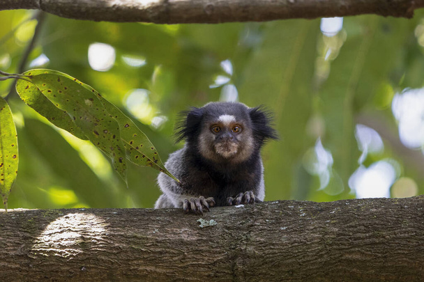The monkey on the tree. The Black-tufted marmoset also know as Mico-estrela is a typical monkey from central Brazil. Species Callithrix penicillata. Animal lover. Wildlife. Squint-eyed - Photo, Image