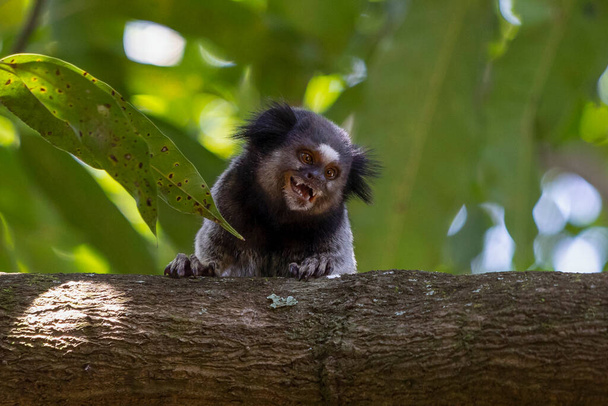 Η μαϊμού στο δέντρο. Το Black-tufted marmoset επίσης γνωστό ως Mico-Estrela είναι μια τυπική μαϊμού από την κεντρική Βραζιλία. Είδος Καλλιθριξ πενικιλάτα. Εραστής ζώων. - Φωτογραφία, εικόνα