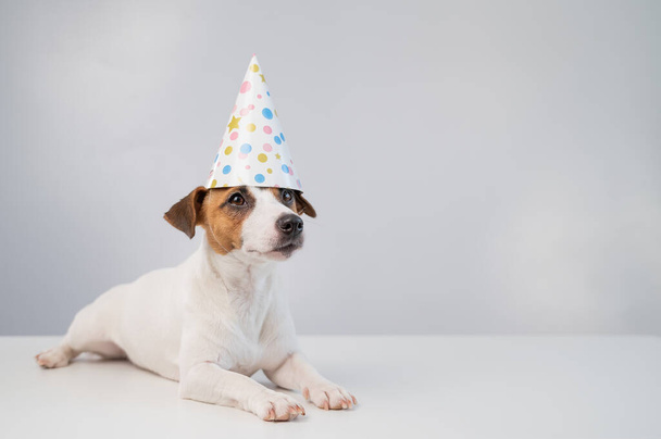 Dog in a birthday hat on a white background. Jack russell terrier is celebrating an anniversary - Fotografie, Obrázek