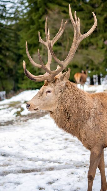 ルーマニア周辺の森林カルパティアの雪に覆われた芝生の上の鹿 - 写真・画像