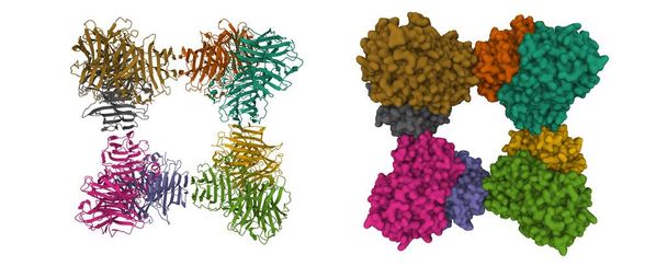 Structure of Saccharomyces cerevisiae invertase octamer. 3D cartoon and Gaussian surface models, chain id color scheme, PDB 4eqv, white background - Photo, Image