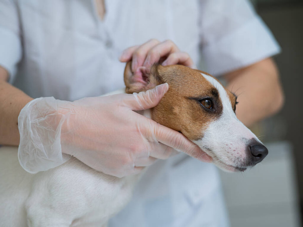 The veterinarian examines the dogs ears. Jack Russell Terrier Ear Allergy. - Foto, imagen
