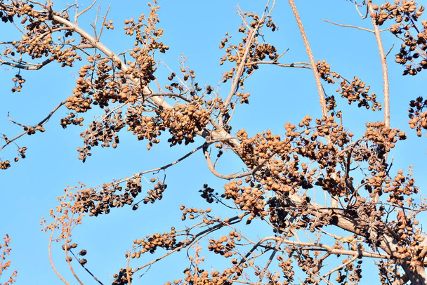Cápsulas de sementes abertas nos ramos de uma árvore paulownia tomentosa no inverno - Foto, Imagem