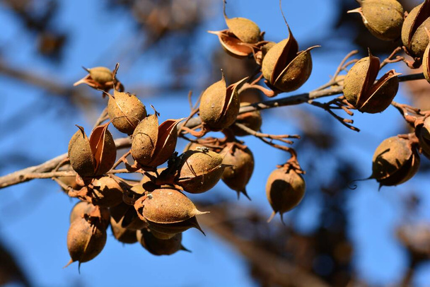 Open seed capsules on the branches of a paulownia tomentosa tree in winter - Photo, Image
