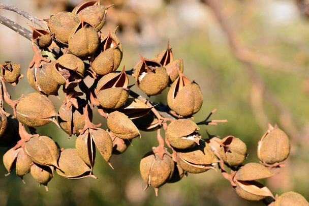 Открытые капсулы семян на ветвях павловнии томентозы зимой - Фото, изображение