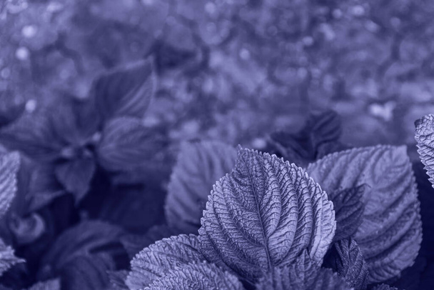Perilla frutescens leaves close up as a beautiful nature background. Organic food ingredient. Selective focus. Toned effect. Color of the year 2022 inspired - Photo, Image