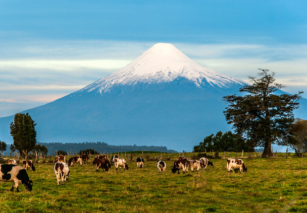 オソルノ火山、湖地域、チリの牧歌的な風景 - 写真・画像
