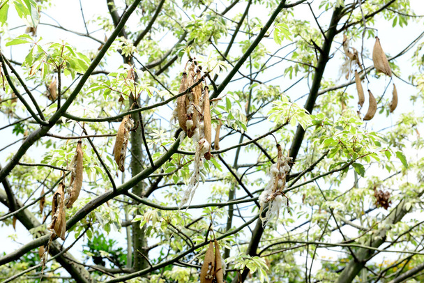Kapok, Ceiba pentandra , White silk cotton tree, The trees produce several hundred pods and the cotton-like fluff obtained from its seed pods.used for filling in mattresses - Photo, Image