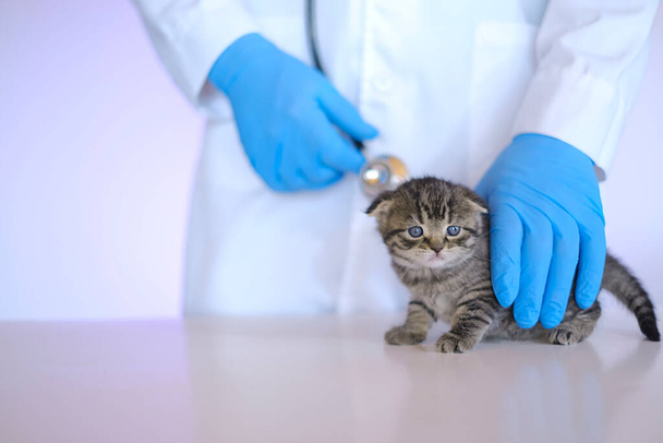 Kitten in a veterinary clinic.Kitten and veterinarian.Examining a kitten with a veterinarian. - Photo, Image