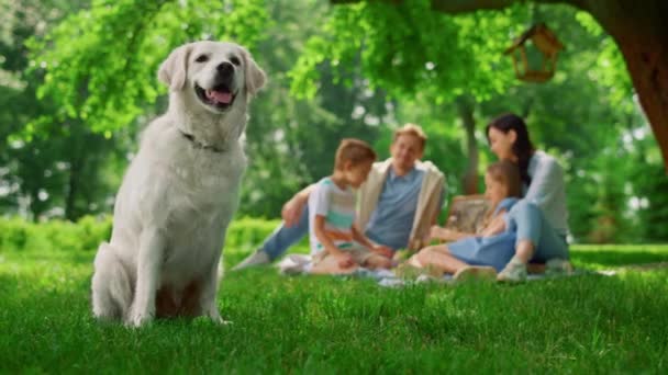 Cane allegro seduto vicino picnic di famiglia. Buon labrador sulla natura da vicino. - Filmati, video