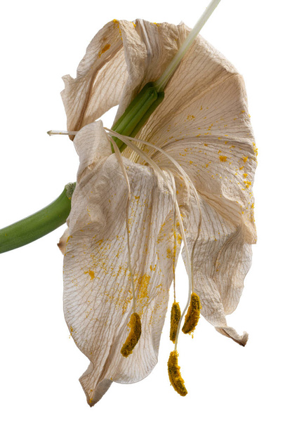withered white lily flowers isolated on white background - Photo, Image