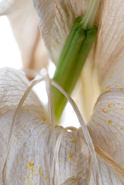 uschnięte białe kwiaty lilii izolowane na białym tle - Zdjęcie, obraz