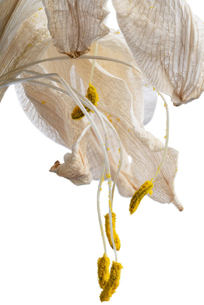 сухие белые цветы лилии изолированы на белом фоне - Фото, изображение