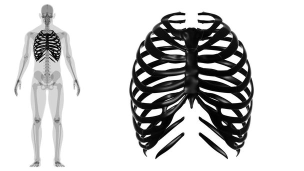 Renderização humana da gaiola 3D da costela da anatomia do esqueleto para o conceito médico - Foto, Imagem