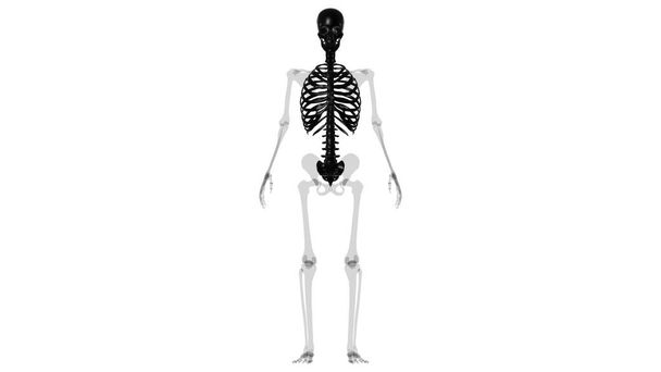 Axiale skeletanatomie 3D Illustratie - Foto, afbeelding