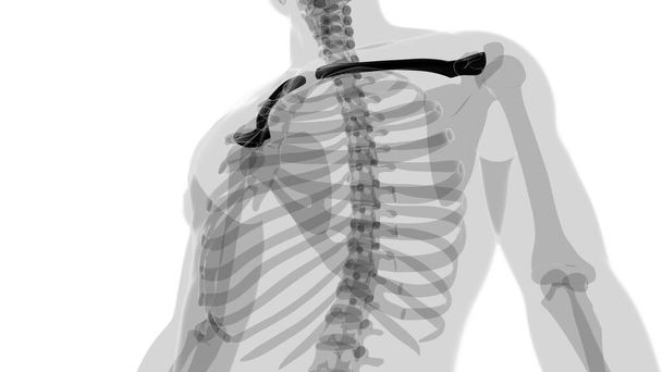 Human skeleton anatomy Clavicle Bones 3D Rendering For Medical Concept - Photo, Image