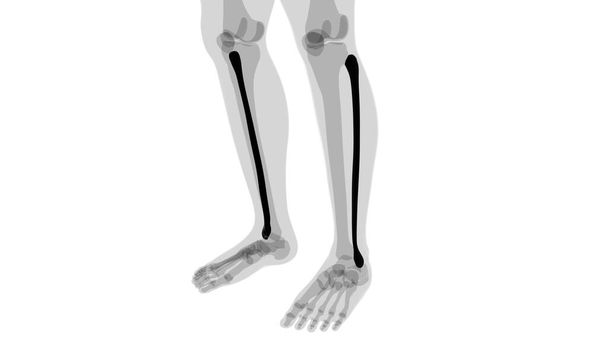 Lidská kostra anatomie Fibula kostní 3D vykreslování pro lékařské pojetí - Fotografie, Obrázek