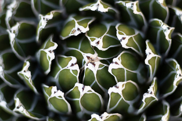 Agave victoriae lejek kształt roślin - Zdjęcie, obraz