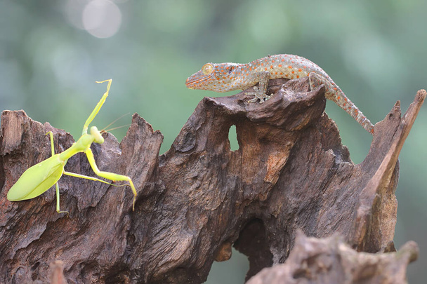 Молодой токей-геккон готовится охотиться на богомола на сухую древесину. У этой рептилии научное название Гекко Гекко.. - Фото, изображение