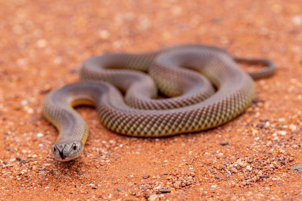 Австралийская Мульга или Король Браун Змея мерцает своим языком - Фото, изображение