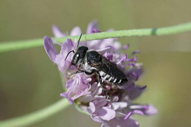 Closeup on a female small leafcutter bee, Megachile apicalis , sitting on a pink scabious flower, Scabiosa in Southern France - Photo, Image