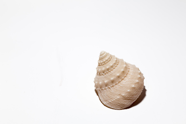 seashell - Foto, Imagen