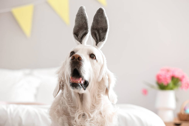 Roztomilý pes s králičíma ušima doma. Velikonoční oslavy - Fotografie, Obrázek