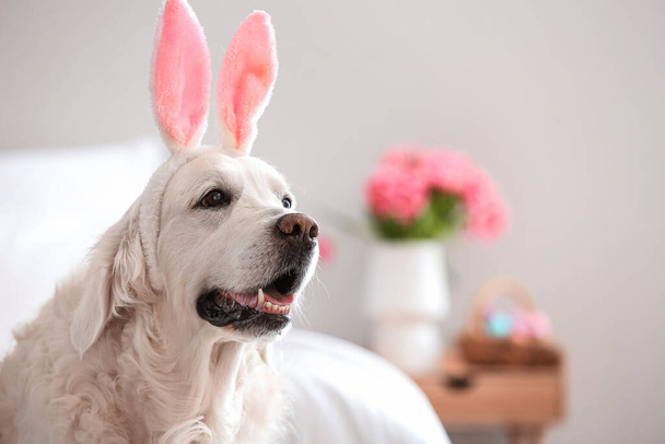 Roztomilý pes s králičíma ušima doma. Velikonoční oslavy - Fotografie, Obrázek