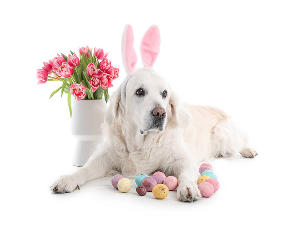 Rozkošný pes s králičími ušima, velikonoční vajíčka a tulipánové květy na bílém pozadí - Fotografie, Obrázek