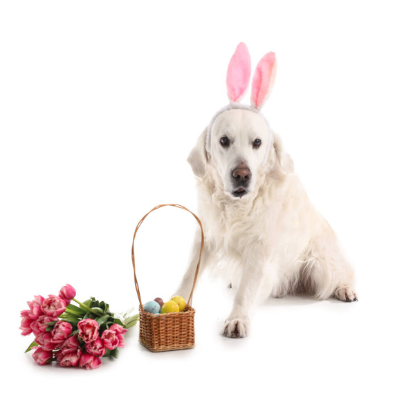 Rozkošný pes s králičími ušima, velikonoční vajíčka a tulipánové květy na bílém pozadí - Fotografie, Obrázek