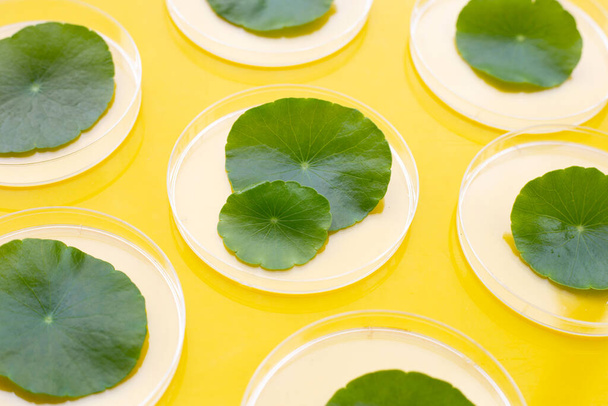 Čerstvé zelené centella asijské listy v Petriho misky na žlutém pozadí. - Fotografie, Obrázek