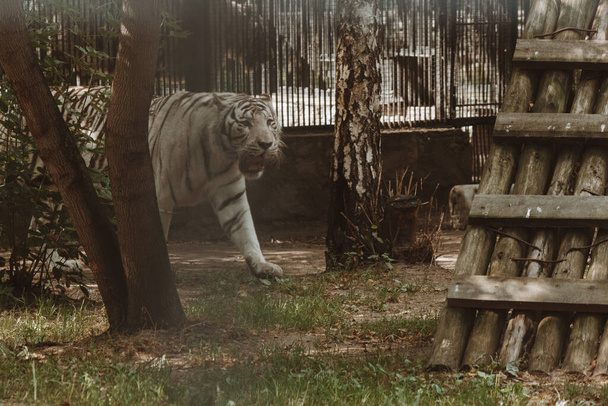 white tiger walks through the aviary, a symbol of the year, beautiful animal - Photo, Image