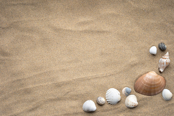 Sfondo di sabbia con conchiglie, Sfondo sabbia spiaggia con conchiglie. - Foto, immagini