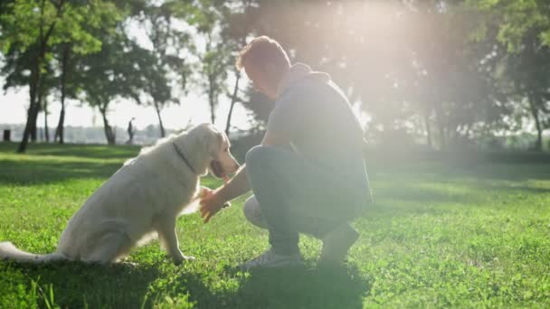 Il cane focalizzato dà la zampa a proprietario con mano aperta in parco. Processo di formazione all'aperto - Filmati, video