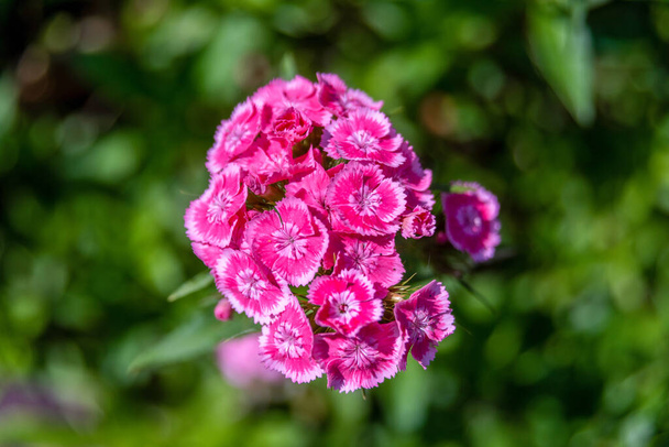 Bärtige Nelke oder türkische Nelke auf natürlichem Hintergrund. Rosa blühende Nelkenblüten (Dianthus barbatus) im Garten - Foto, Bild