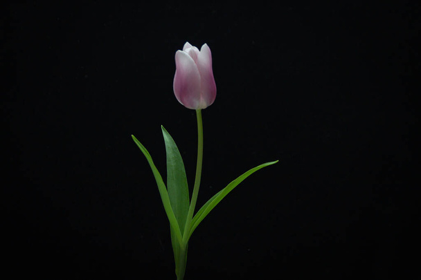 Tulipa rosa em um vaso em um fundo escuro - Foto, Imagem