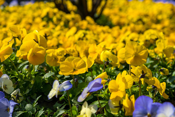 Цветы, яркие весенние краски на фоне. Макроизображения цветочных лиц. Панси в саду - Фото, изображение