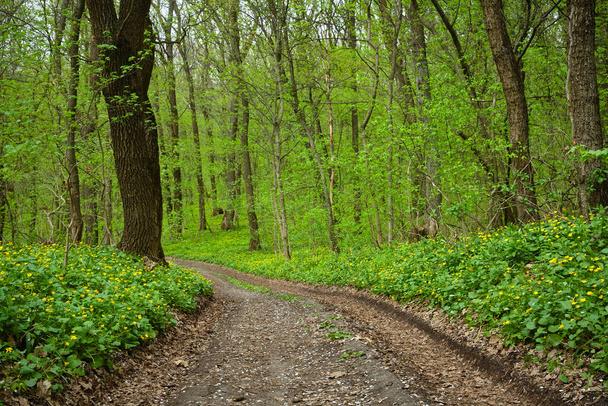 Cesta na jaře. Špinavá cesta přes žluté jarní lesní květiny. Cesta lesem. - Fotografie, Obrázek