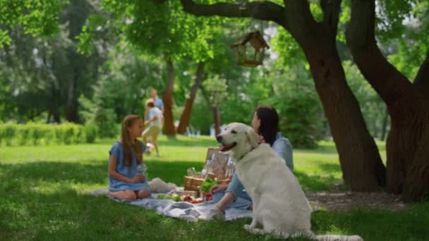 Szczęśliwego golden retrievera siedzącego blisko spoczynkowej rodziny. Aktywny letni piknik w parku - Materiał filmowy, wideo