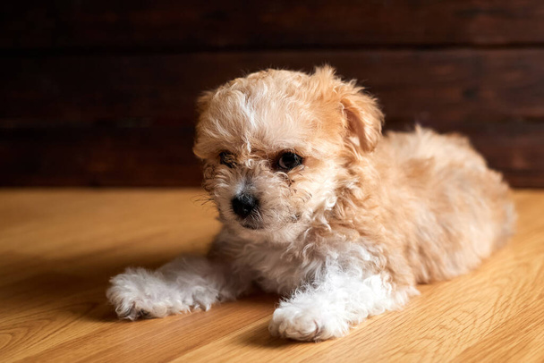 Maltipoo puppy. Adorable Maltese and Poodle mix Puppy is lying on the floor - Photo, Image