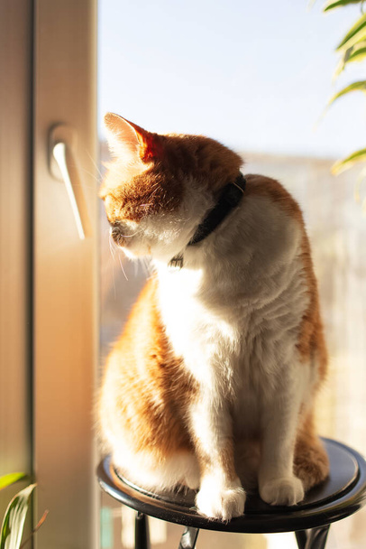 Портрет красно-белого кота, сидящего на стуле и смотрящего в сторону. - Фото, изображение