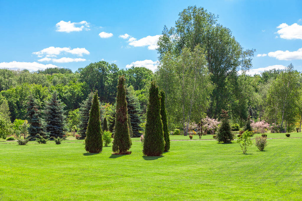 Growing Shrubs and Bushes . Green lawn in the spring park - 写真・画像