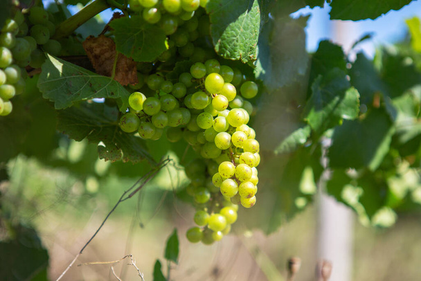 Uvas blancas colgando de vid verde con fondo de viñedo borroso
 - Foto, imagen